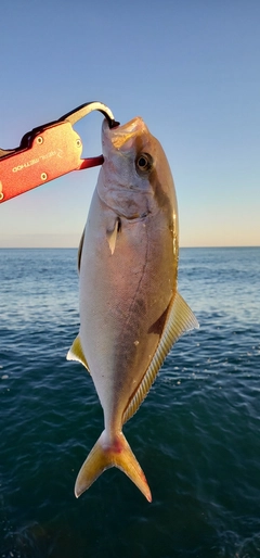 ショゴの釣果