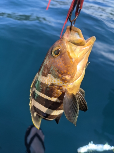 アオハタの釣果