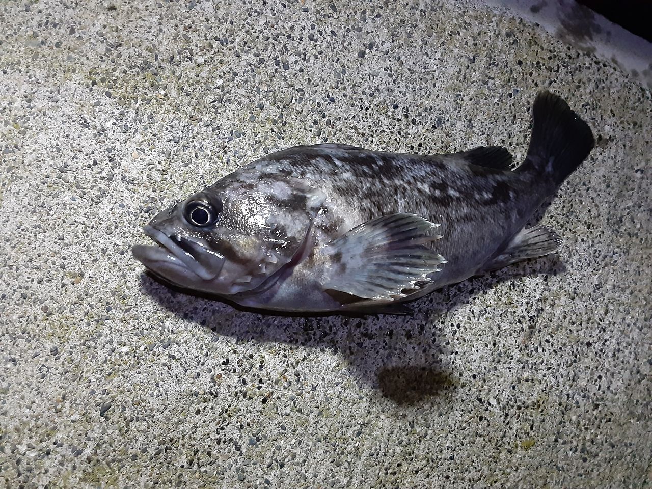クロソイ