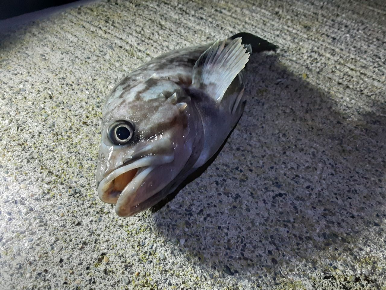クロソイ