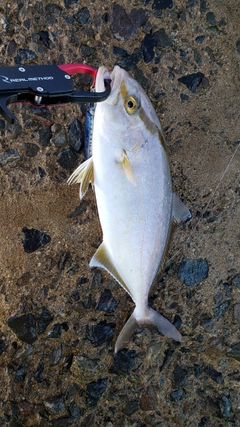 ショゴの釣果