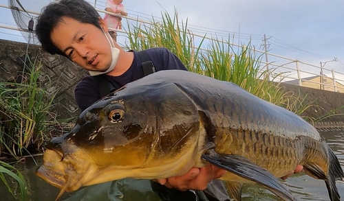 コイの釣果