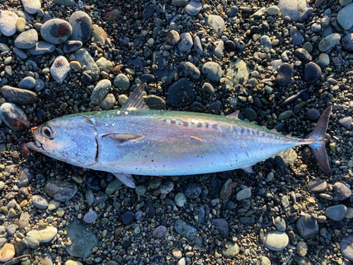 マルソウダの釣果