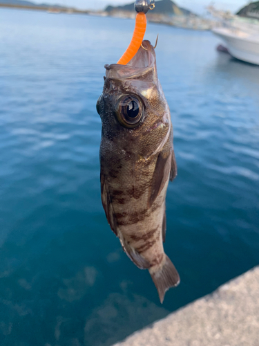 アカメバルの釣果