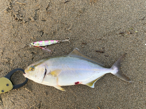 シオの釣果