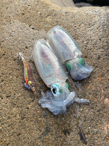 アオリイカの釣果