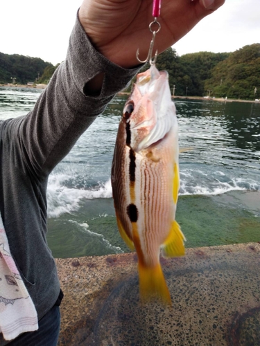 ヨコスジフエダイの釣果