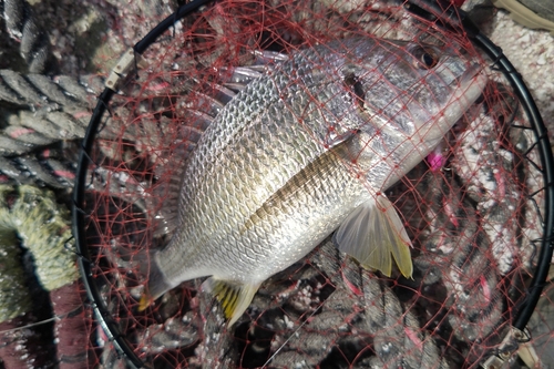 キビレの釣果