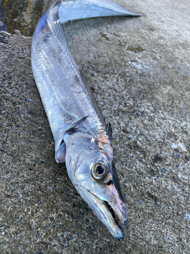 タチウオの釣果