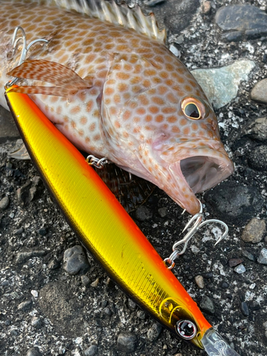 オオモンハタの釣果