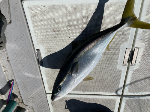 ブリの釣果