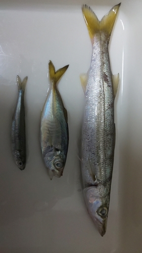 カマスの釣果