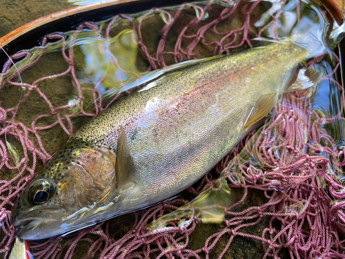 ニジマスの釣果