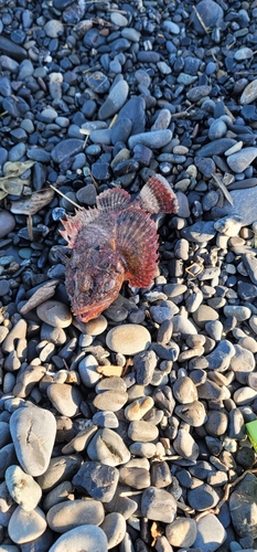 オニオコゼの釣果