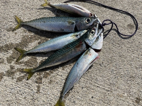 サバの釣果