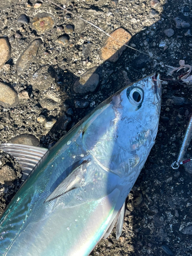 ヒラソウダの釣果