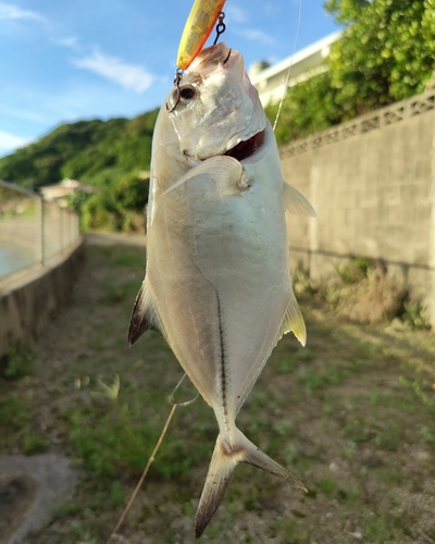 メッキの釣果