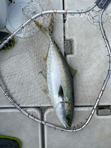 ブリの釣果