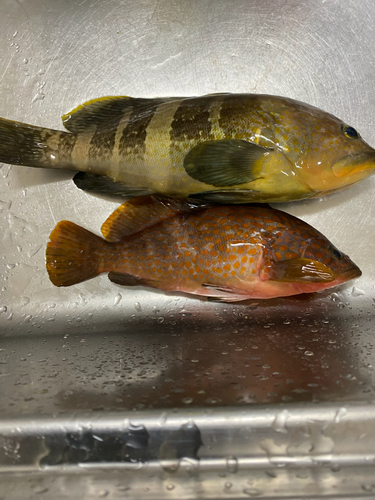 アオハタの釣果