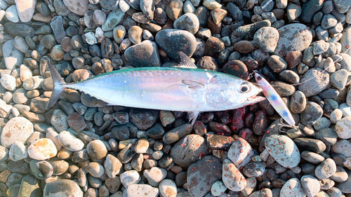 ヒラソウダの釣果