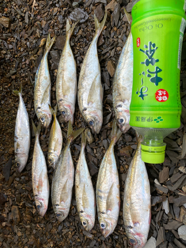 マアジの釣果