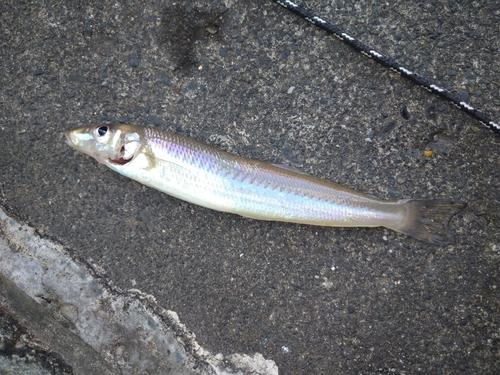 キスの釣果