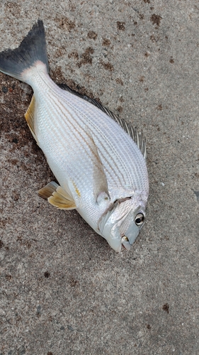 キビレの釣果