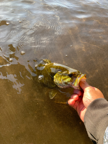 スモールマウスバスの釣果