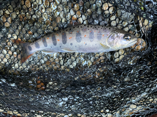 アマゴの釣果