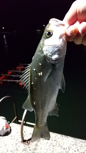 セイゴ（マルスズキ）の釣果