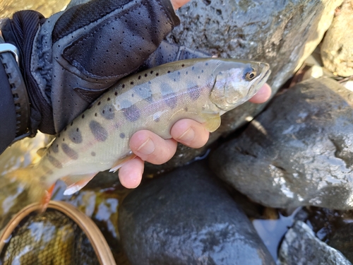 ヤマメの釣果