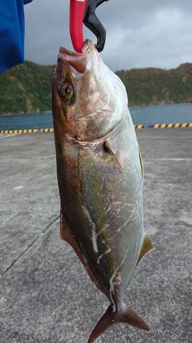 カンパチの釣果