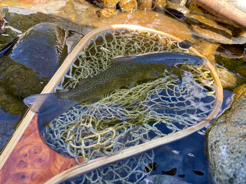 イワナの釣果