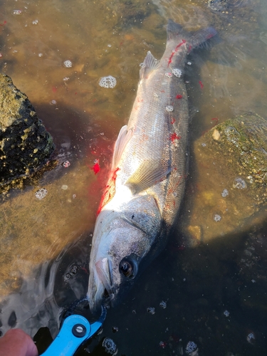 シーバスの釣果