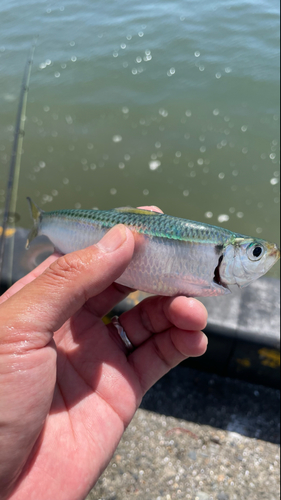 サッパの釣果