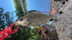 ホシミゾイサキの釣果