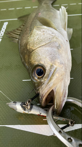 シーバスの釣果