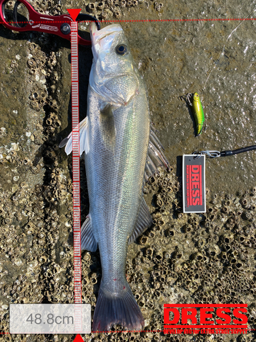 シーバスの釣果