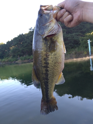 釣果