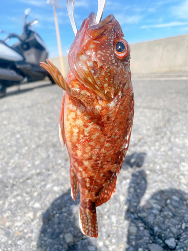 アラカブの釣果