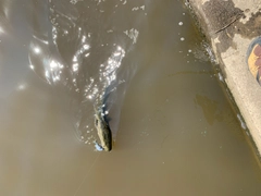 ライギョの釣果