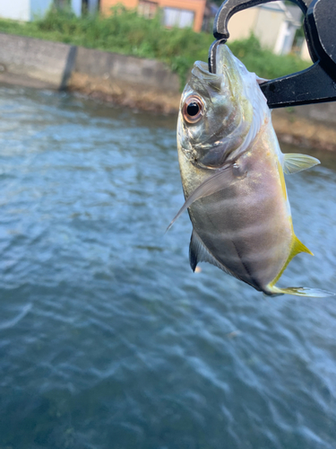 メッキの釣果