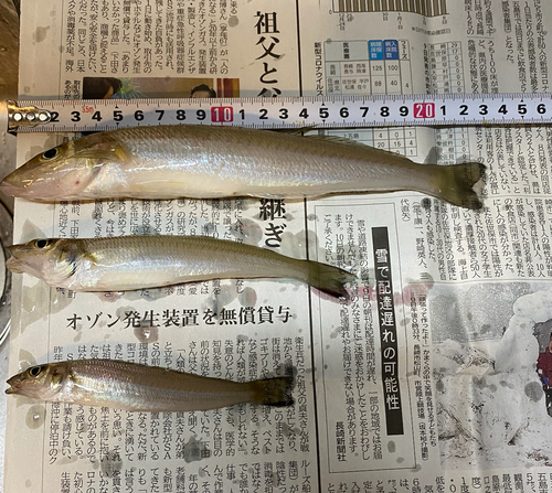 キスの釣果