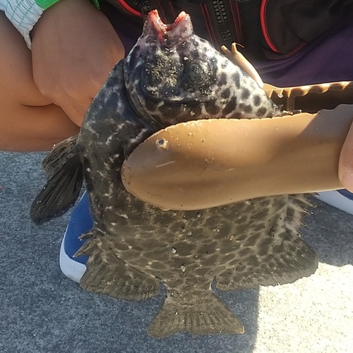 イシガキダイの釣果