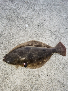 ヒラメの釣果