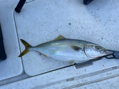 イナダの釣果