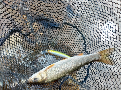 ウグイの釣果