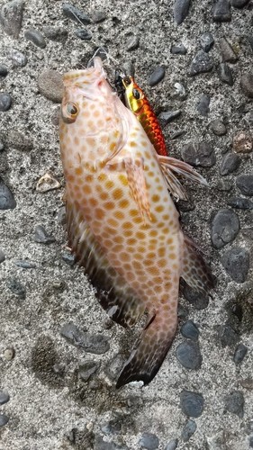 オオモンハタの釣果