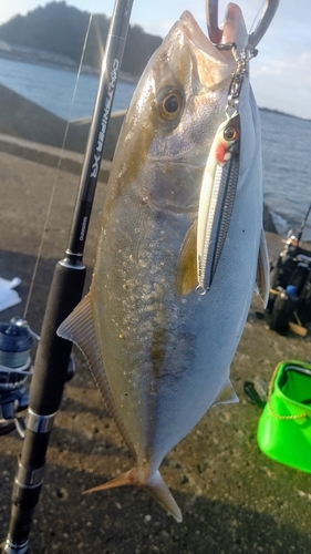 カンパチの釣果