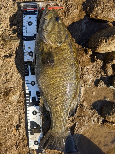 スモールマウスバスの釣果